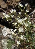 Saxifraga bronchialis