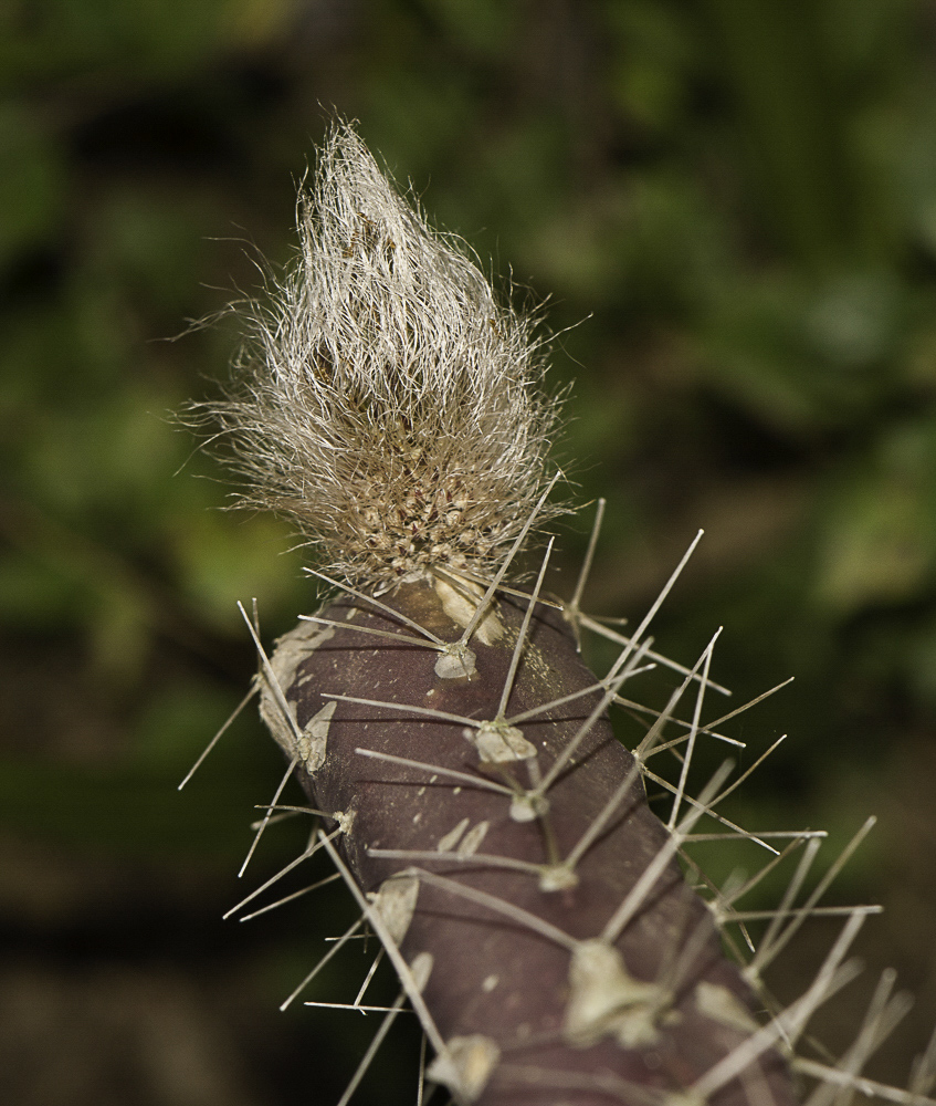 Image of Selenicereus grandiflorus specimen.