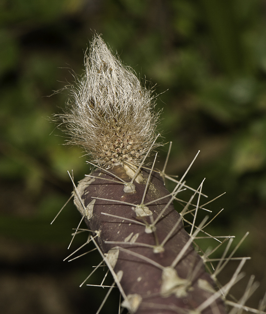 Изображение особи Selenicereus grandiflorus.