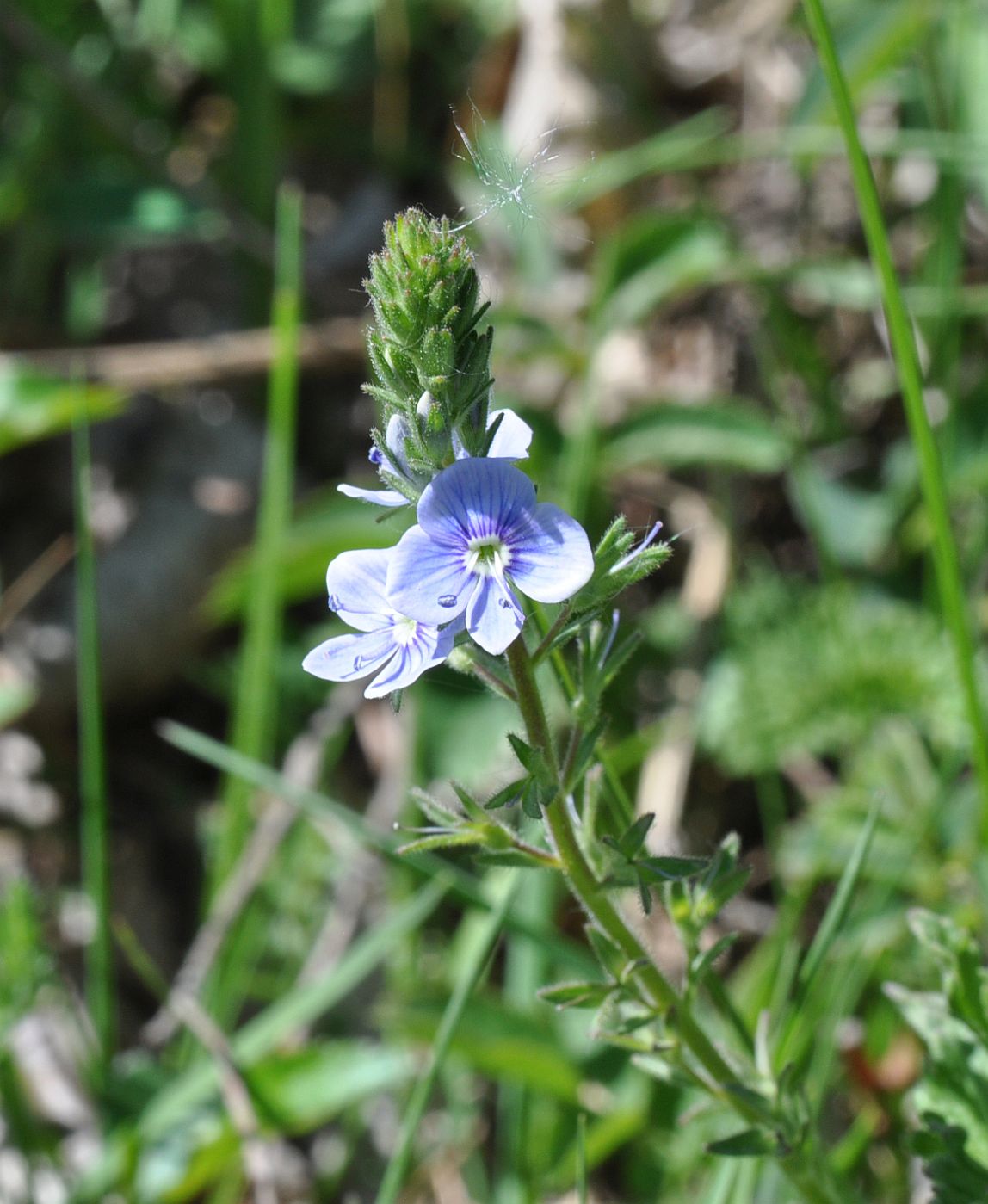 Image of Veronica chamaedrys specimen.