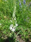 Ornithogalum shelkovnikovii