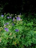 Geranium pratense