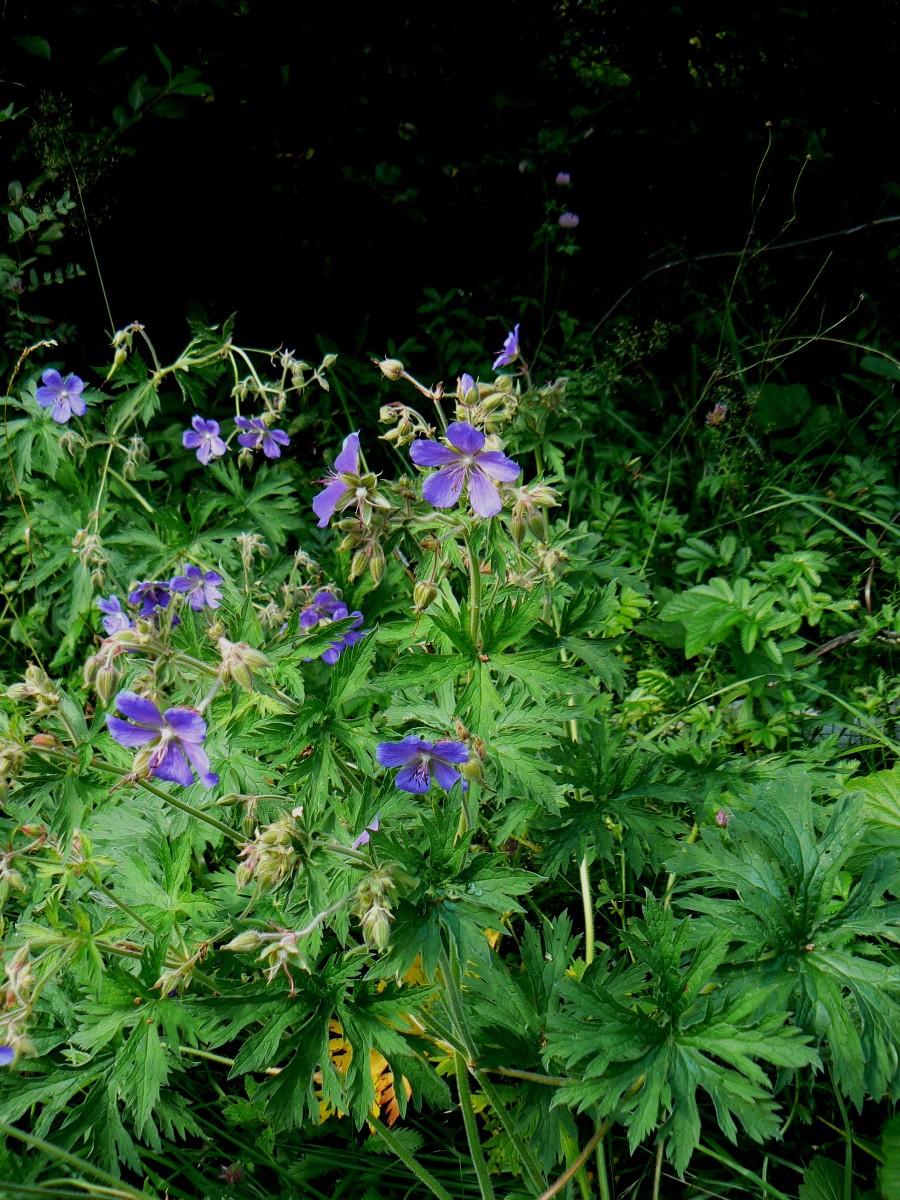 Image of Geranium pratense specimen.