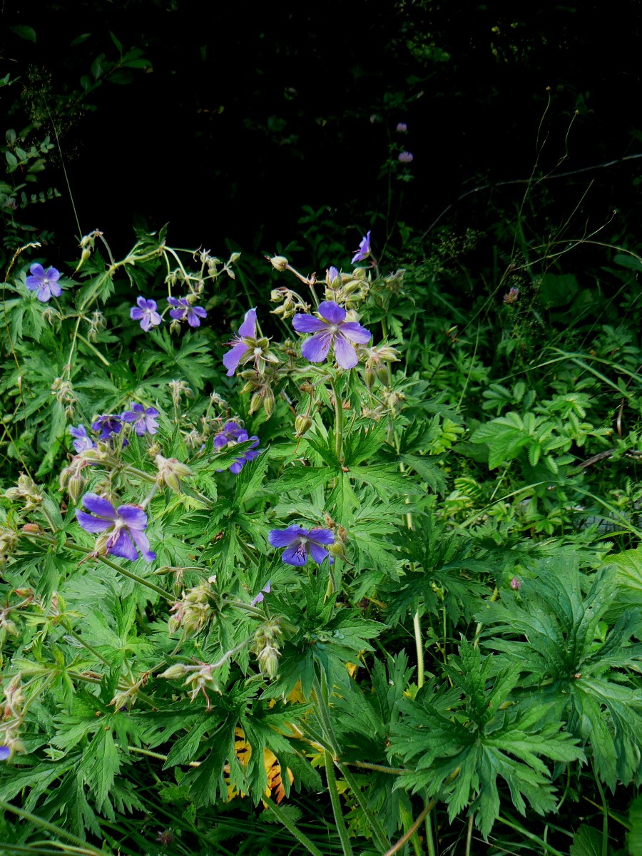 Изображение особи Geranium pratense.