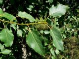 genus Populus