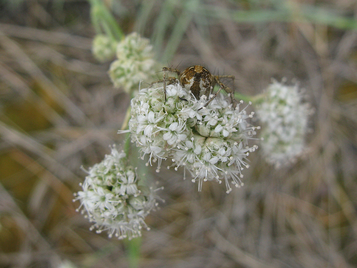 Image of Gypsophila glomerata specimen.