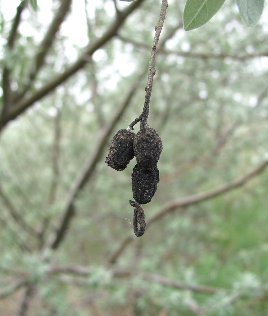 Image of Elaeagnus caspica specimen.