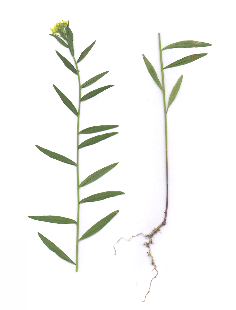 Image of Erysimum cheiranthoides specimen.