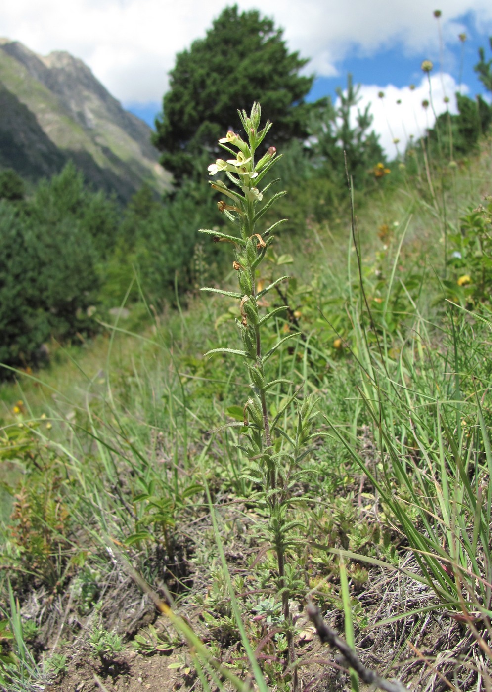 Изображение особи Macrosyringion glutinosum.