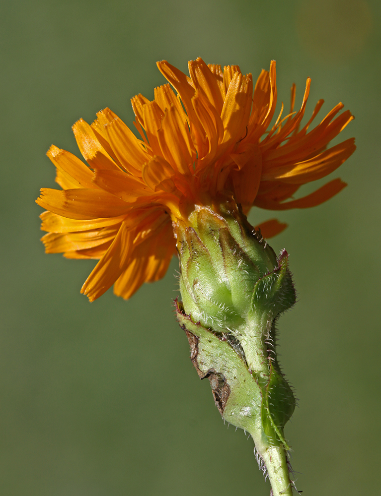 Изображение особи Trommsdorffia ciliata.