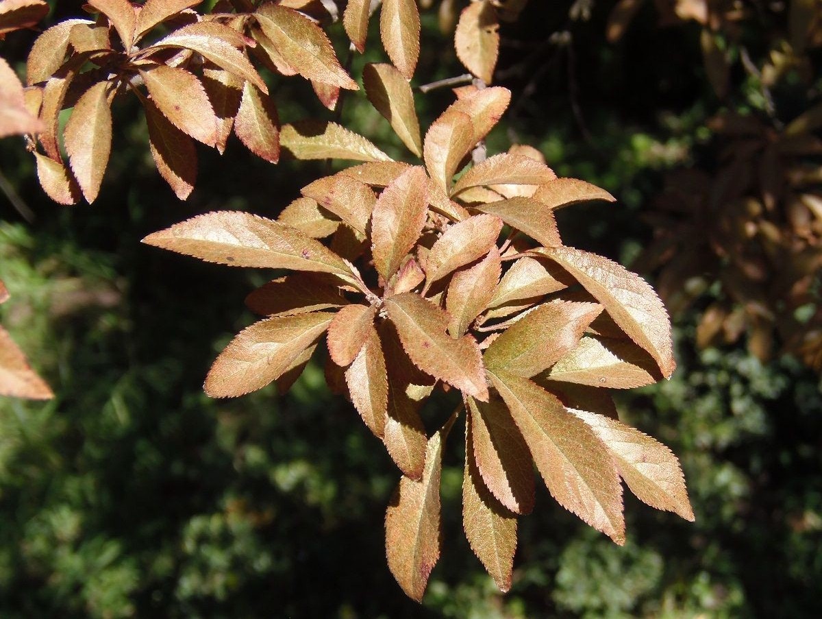 Image of familia Rosaceae specimen.