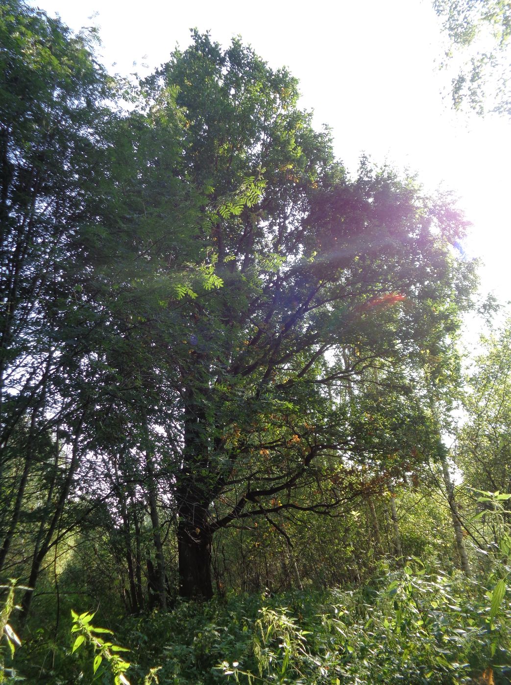 Image of Quercus robur specimen.