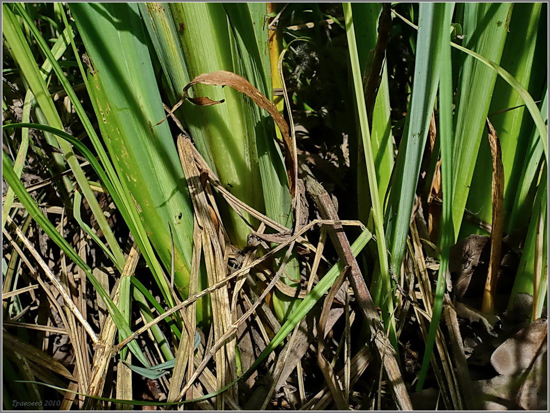 Image of Iris pseudacorus specimen.