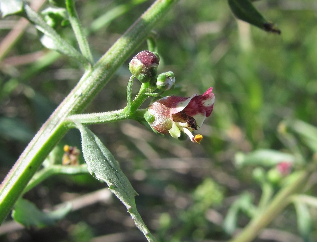 Изображение особи Scrophularia rupestris.