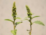 Amaranthus retroflexus