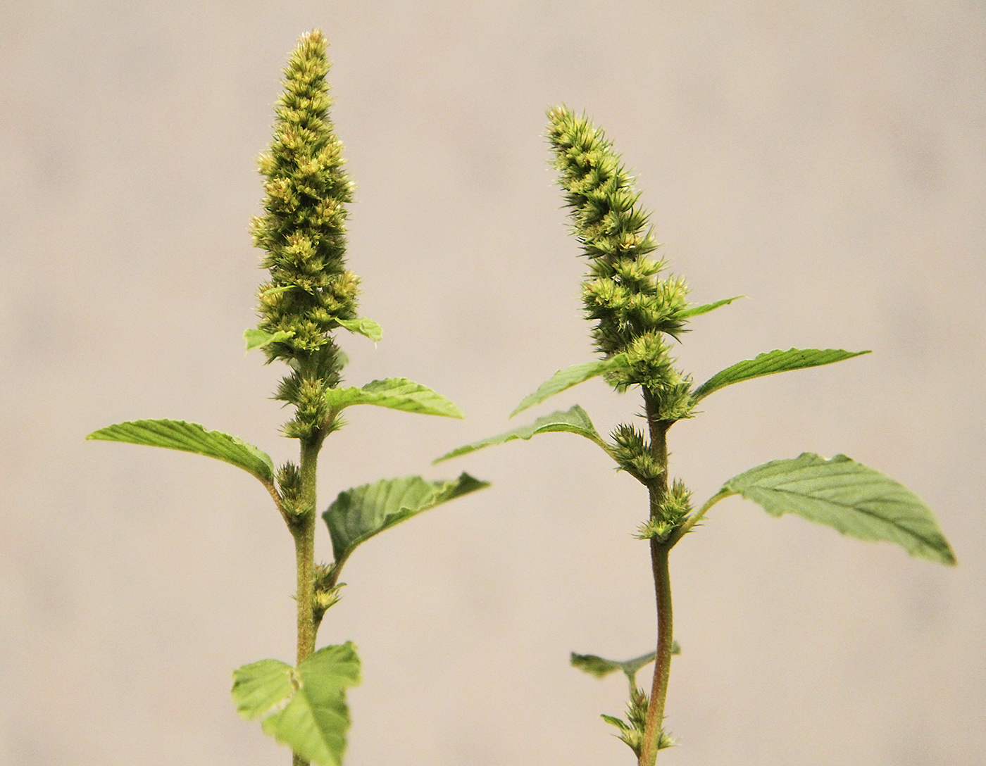 Image of Amaranthus retroflexus specimen.