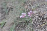 Allium kunthianum