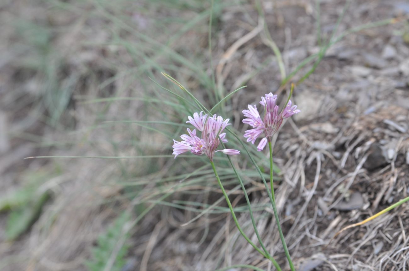 Изображение особи Allium kunthianum.