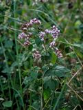 Origanum vulgare. Верхушка цветущего растения. Московская обл., Орехово-Зуевский р-н, долина р. Нерская, у дороги. 08.09.2018.