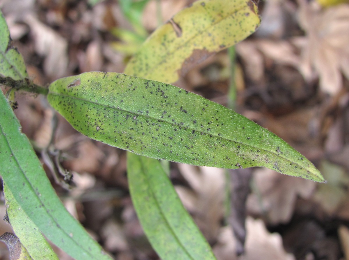 Image of Aegonychon purpureocaeruleum specimen.