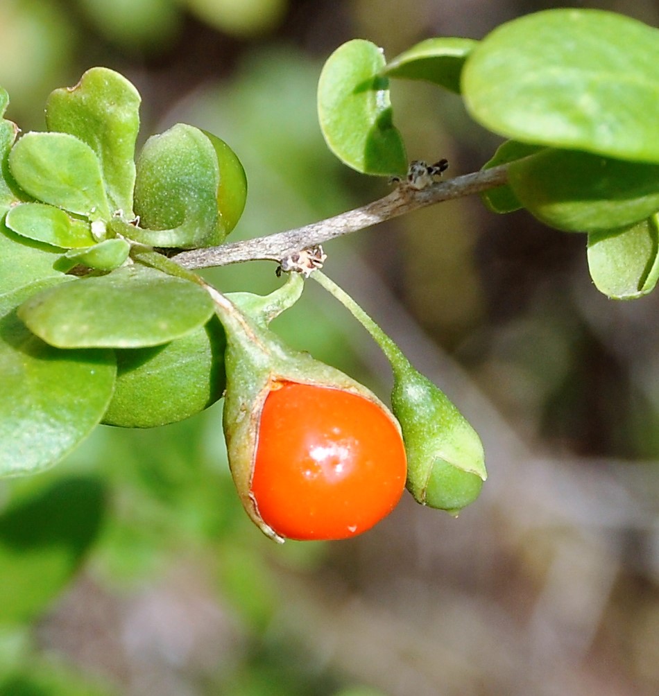 Image of Lycium ferocissimum specimen.