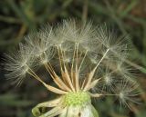 Taraxacum pobedimovae. Семянки, прикрепленные к общему цветоложу. Крым, окр. Севастополя, Верхнесадовое, обочина шоссе. 22 ноября 2018 г.