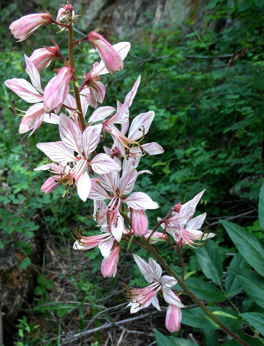 Image of Dictamnus angustifolius specimen.