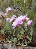 Lampranthus falcatus