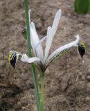 Iridodictyum zagricum
