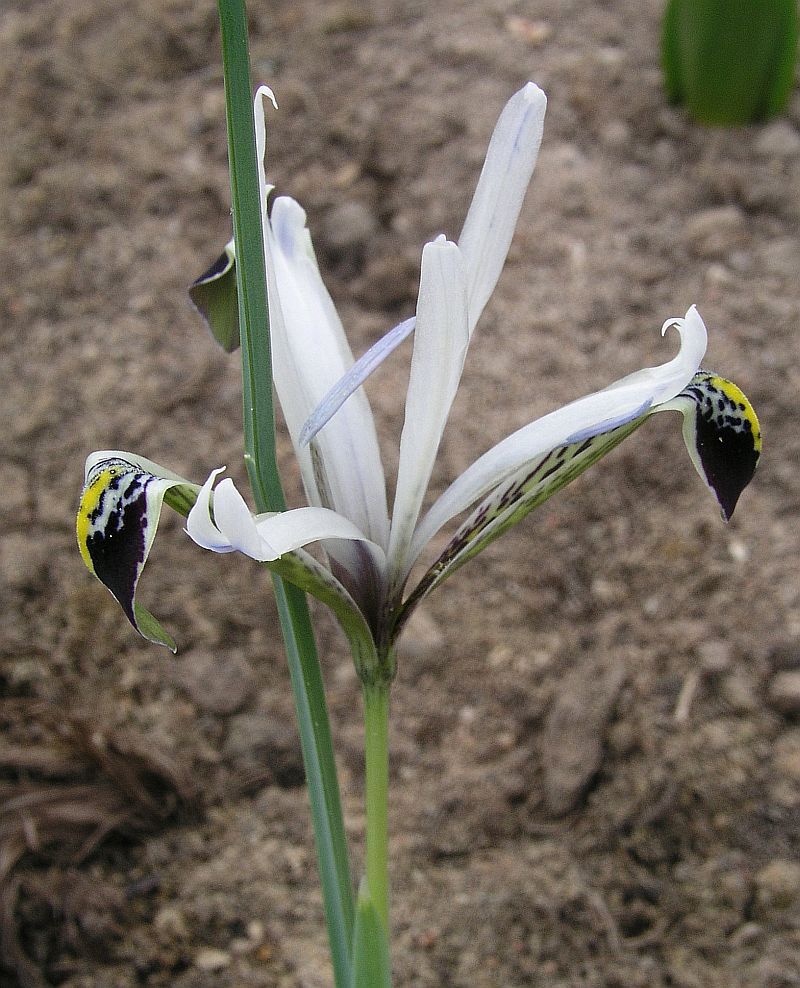 Изображение особи Iridodictyum zagricum.