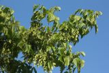 Acer negundo