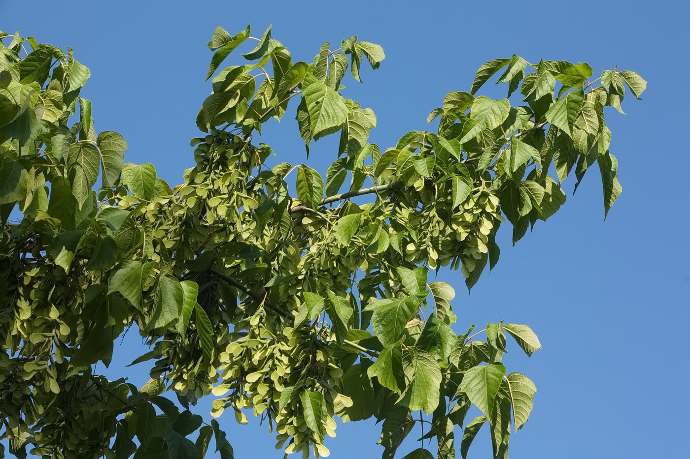 Image of Acer negundo specimen.