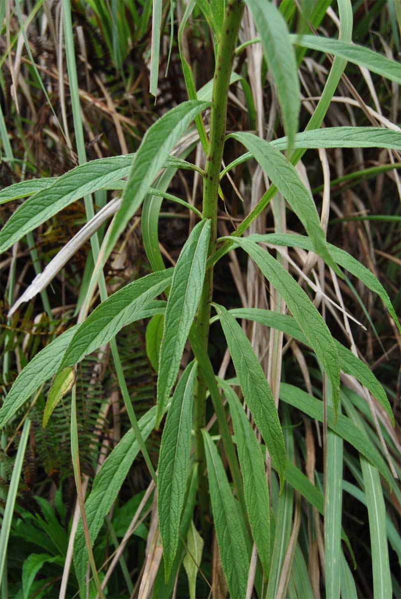 Image of Lobelia fistulosa specimen.
