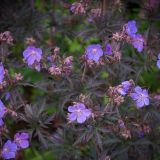 Geranium pratense