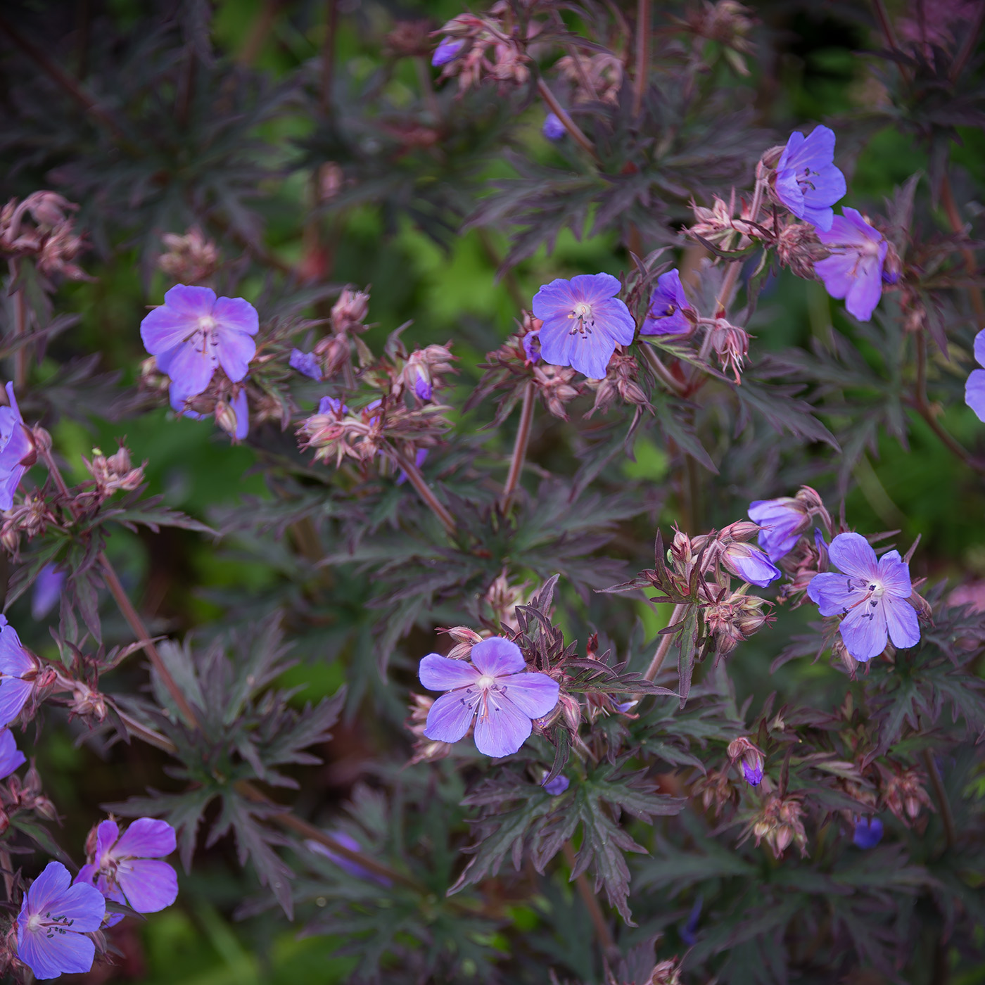 Изображение особи Geranium pratense.