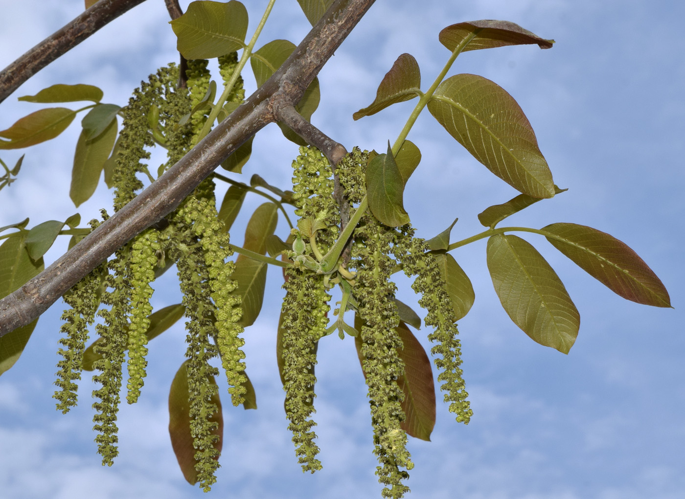 Изображение особи Juglans regia.