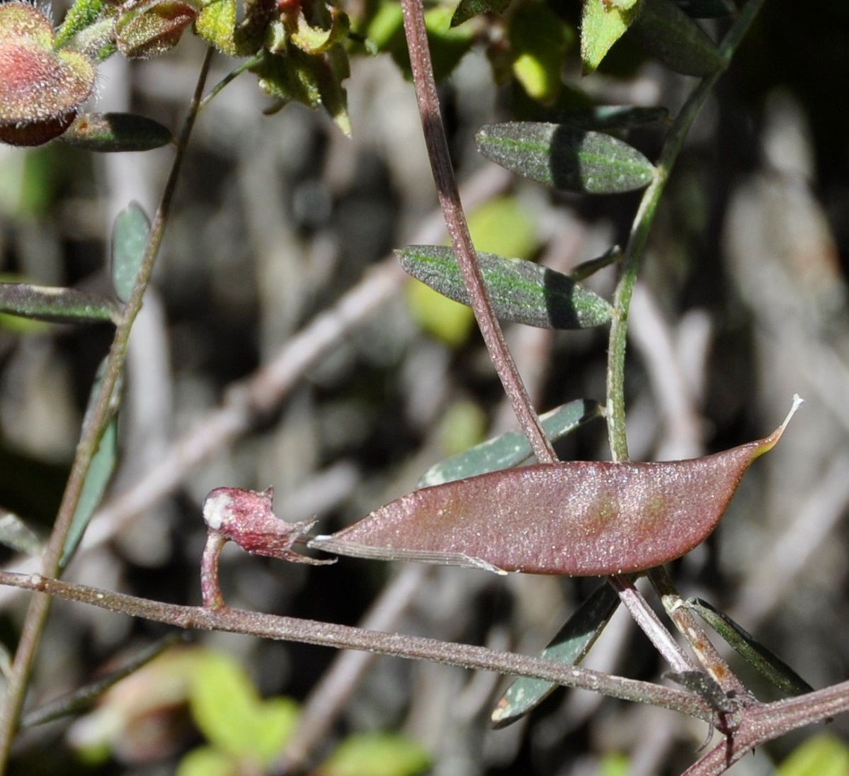 Image of Vicia cassia specimen.