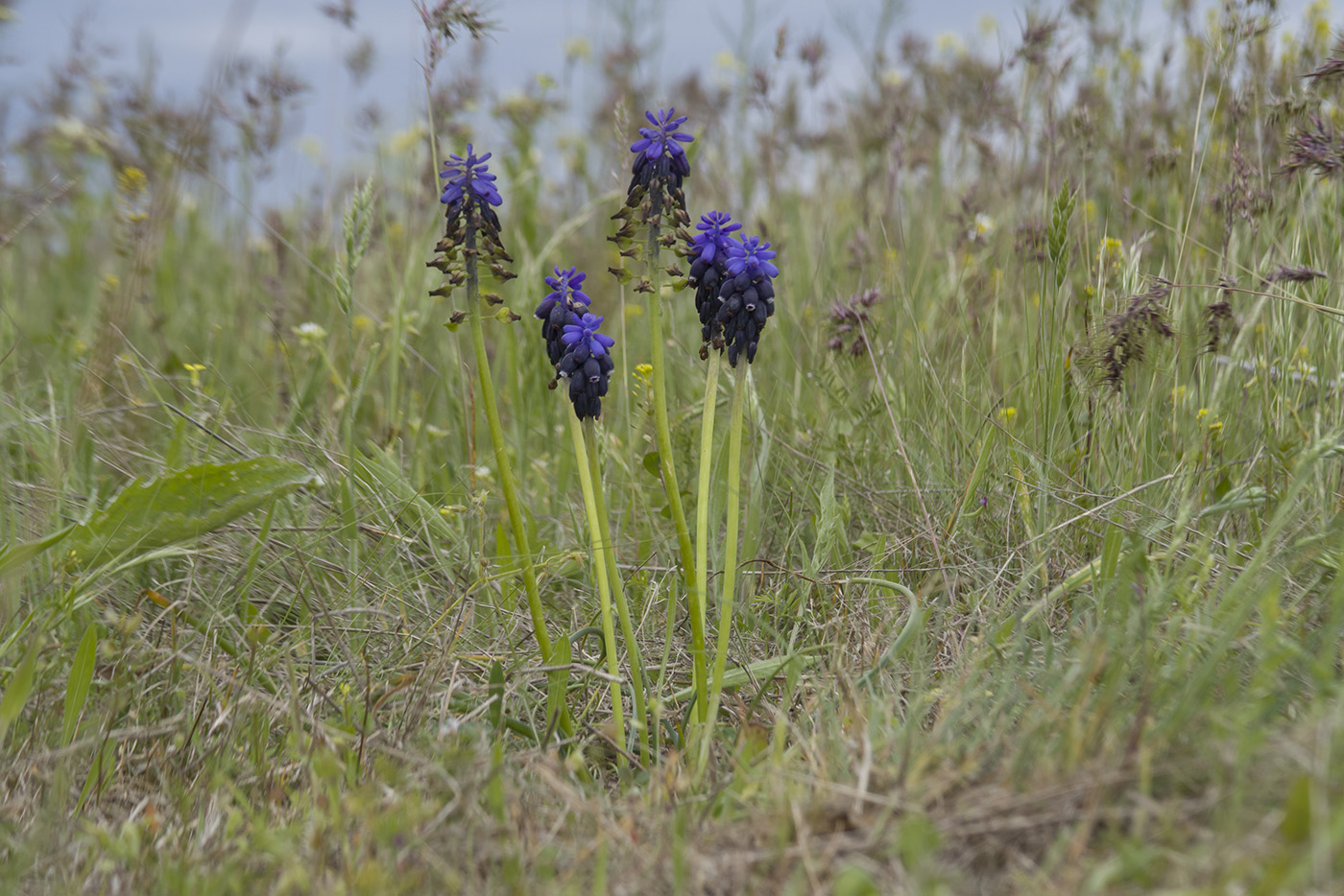 Изображение особи Muscari neglectum.