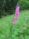 Gladiolus imbricatus