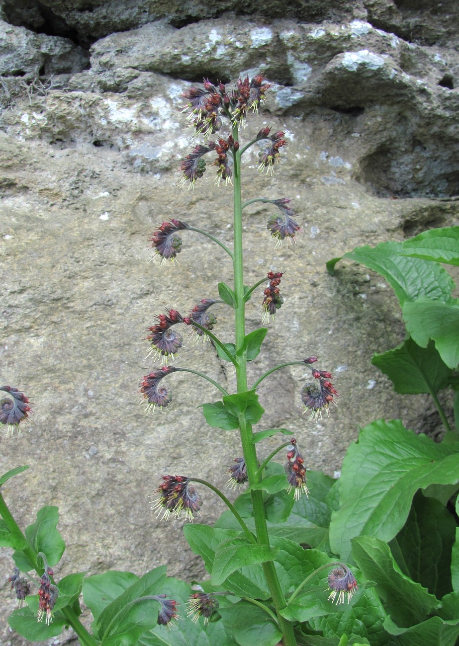 Image of Solenanthus circinnatus specimen.