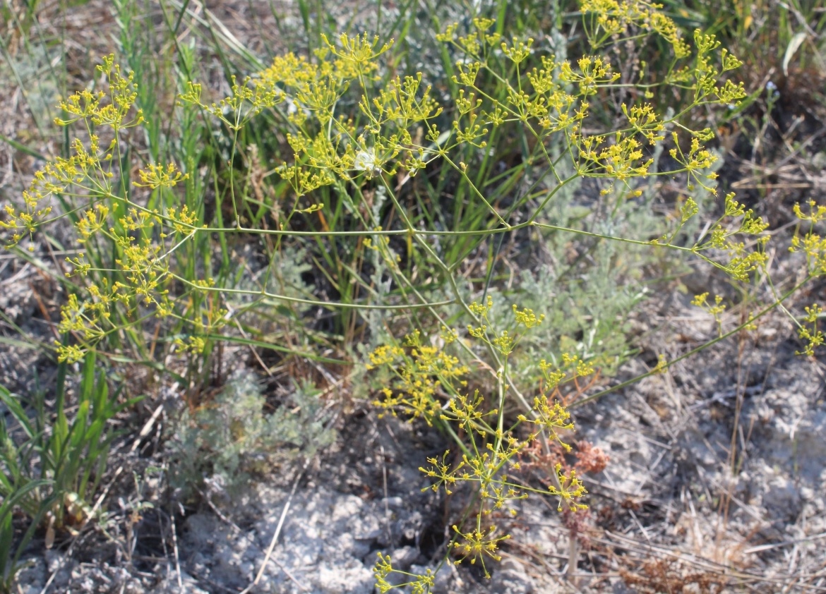 Изображение особи Elaeosticta lutea.