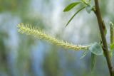 Salix triandra