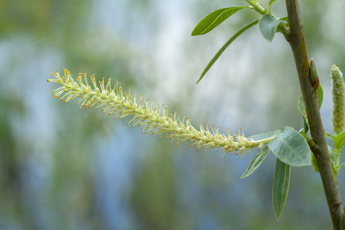 Image of Salix triandra specimen.