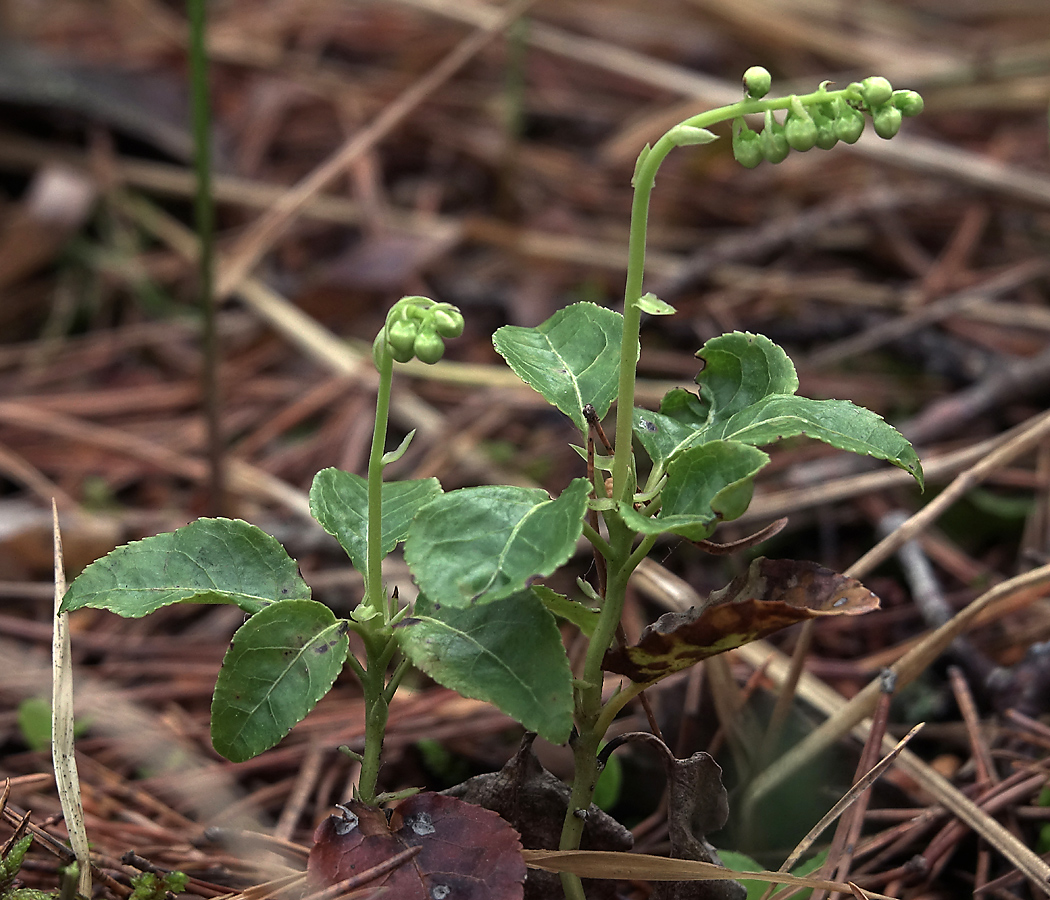 Изображение особи Orthilia secunda.