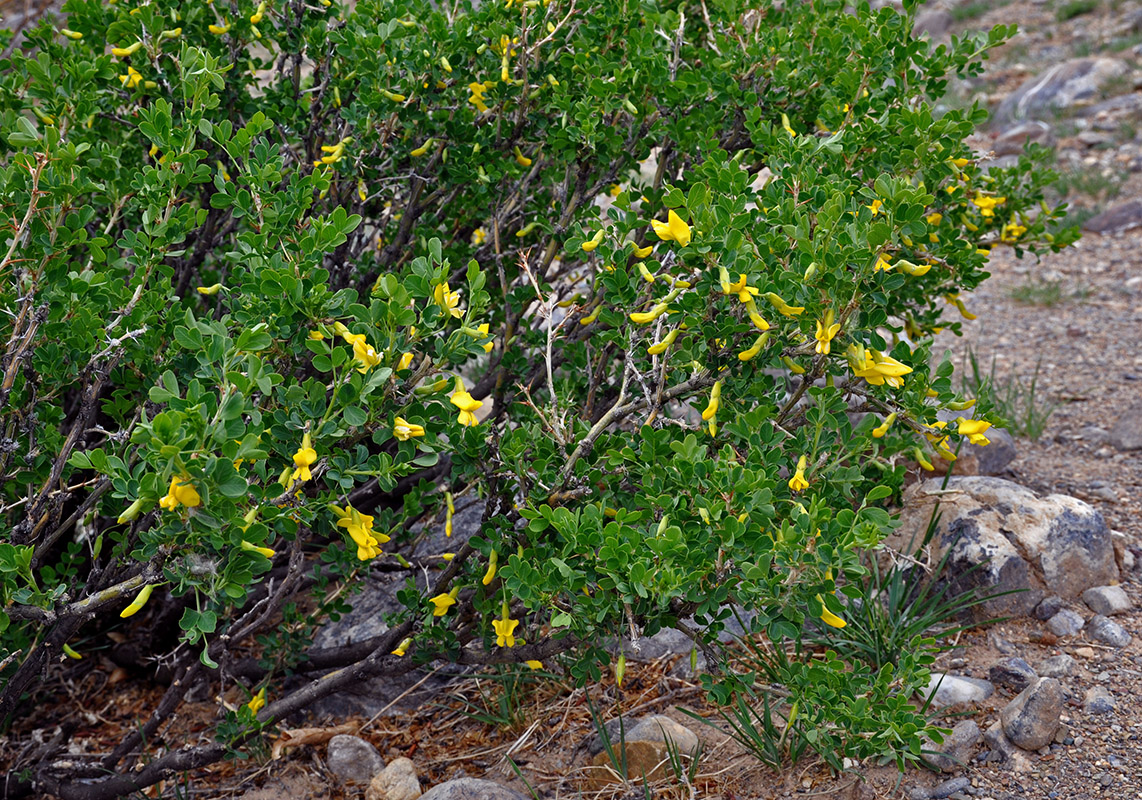 Image of Caragana bungei specimen.