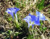 Gentiana grandiflora. Цветущие растения на субальпийском лугу. Республика Алтай, Онгудайский р-н, Семинский перевал, 1700 м н.у.м. 07.05.2010.