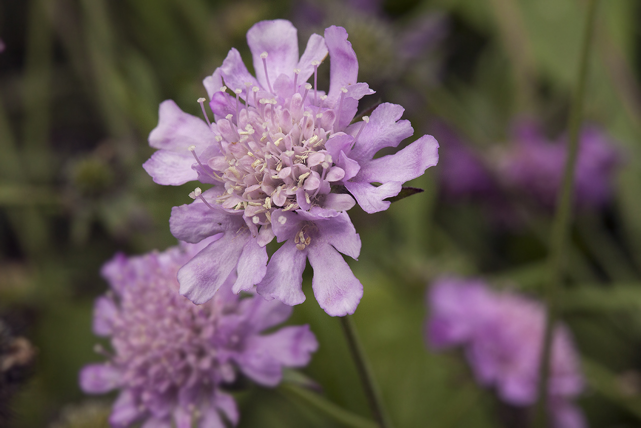 Изображение особи Scabiosa japonica.