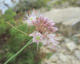 Allium psebaicum. Соцветие. Краснодарский край, окр. г. Новороссийск, пер. Андреевский, каменистый склон. 07.08.2019.