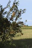 Malus prunifolia. Плодоносящее растение. Испания, Каталония, пров. Жирона, комарка Баш Эмпорда, муниципалитет Тороэлья-де-Монгри, часть старой живой изгороди на краю пашни. 19.08.2019.