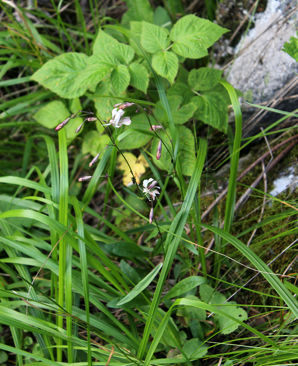 Image of Silene saxatilis specimen.